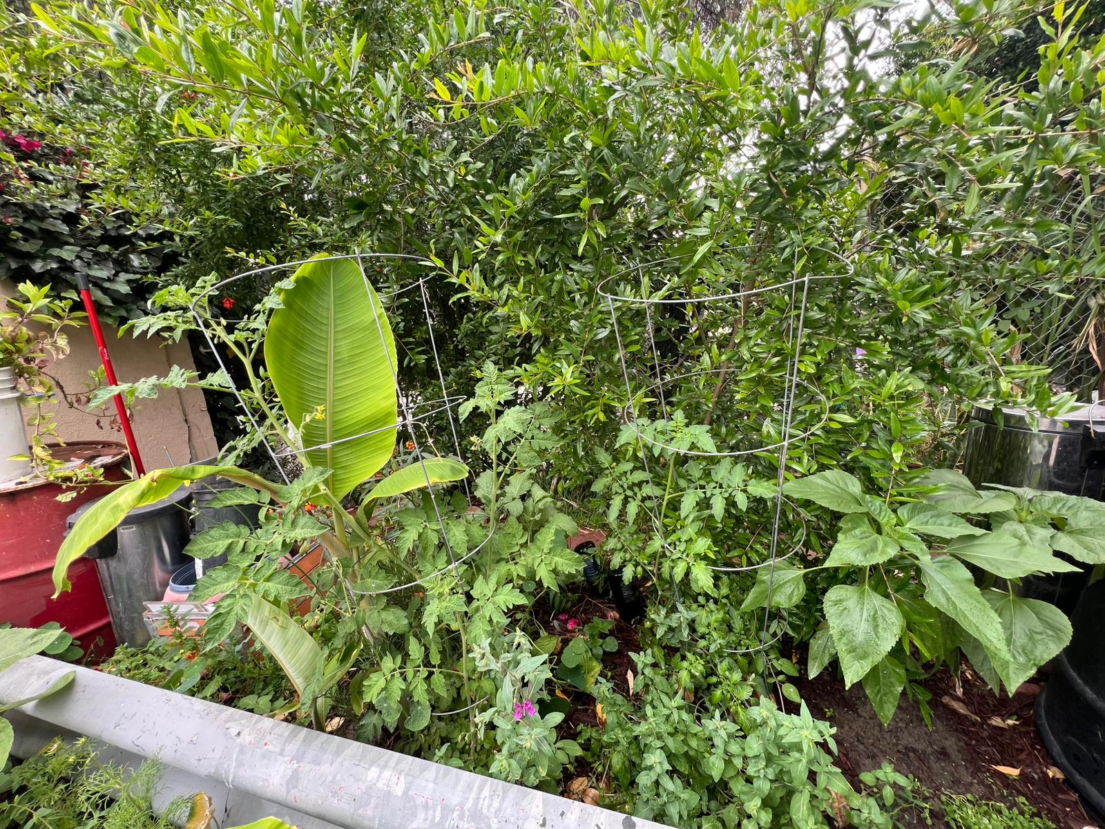 Garden after transformation