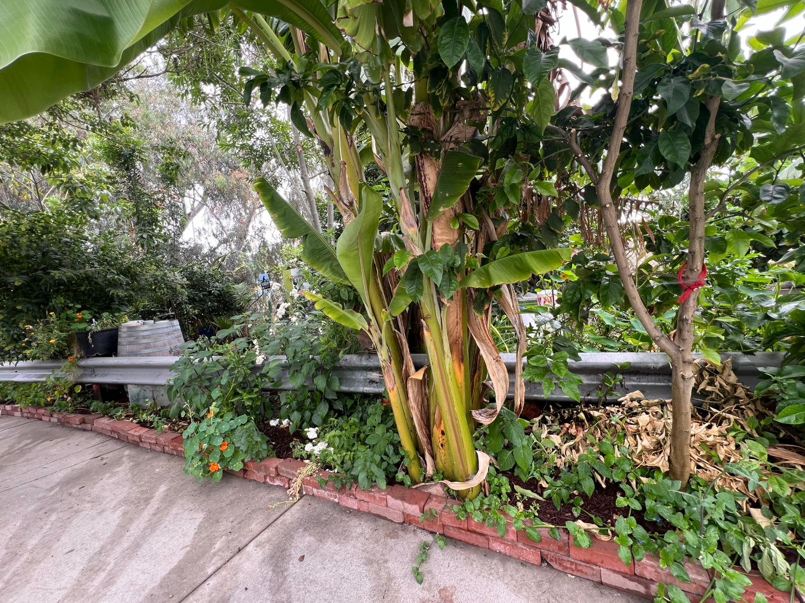 Garden after transformation