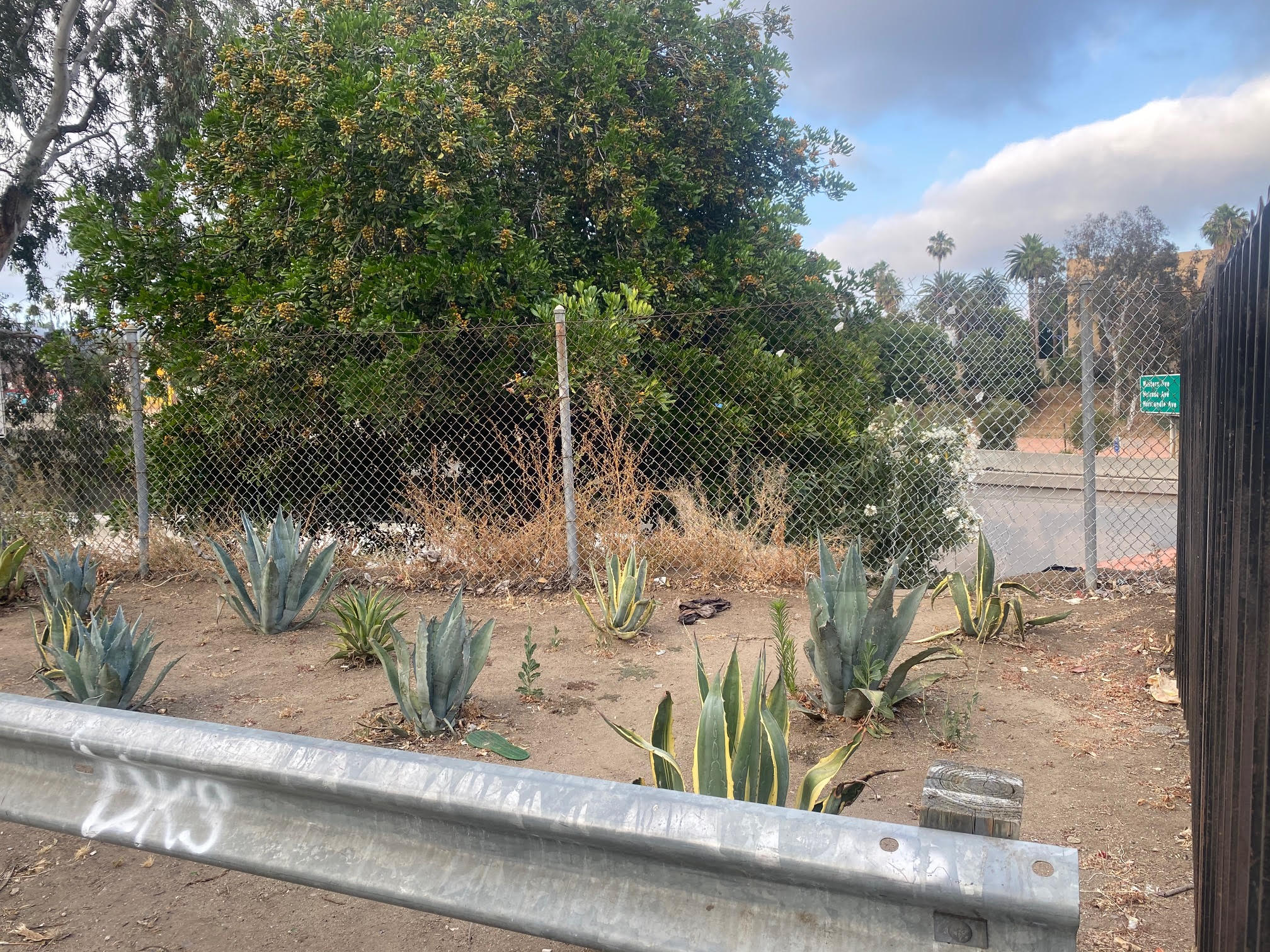 Garden before transformation