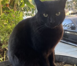 Guapa was adopted to address rodent control in the community garden. During the early days of the Community Garden, there was a huge rodent infestation. Guapa has helped in solving the problem as she is a very skilled hunter.